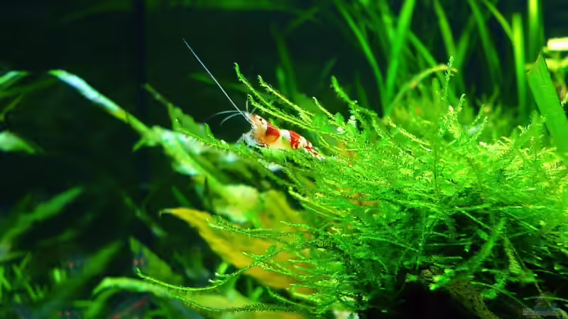 Einrichtungsbeispiele mit Caridina cantonensis Crystal Red (Kristallrote Zwerggarnele)