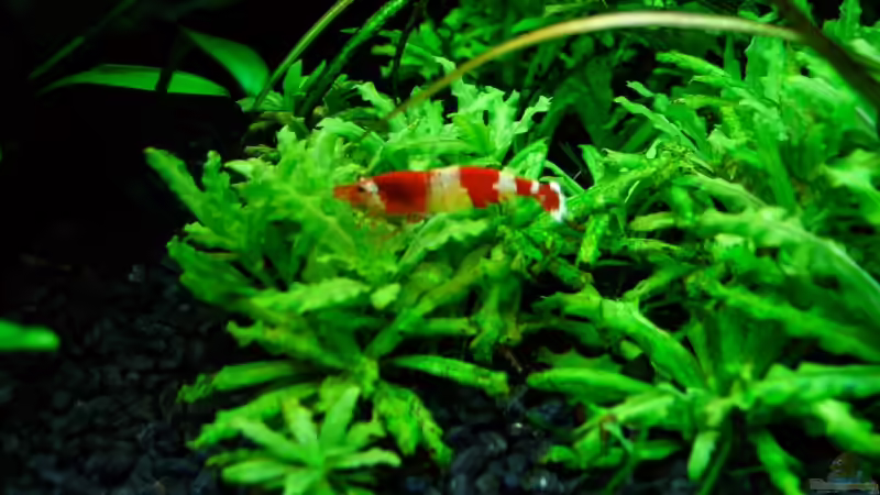 Caridina cf. catonensis ´Crystal Red´ (Weibchen) von Simon John (17)