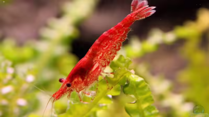 Caridina heteropoda von Mel&Marc (30)