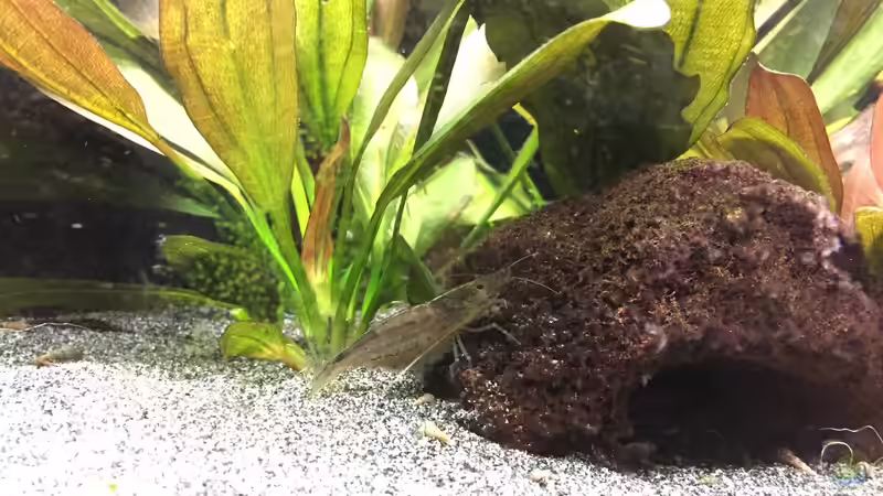 Caridina japonica  von Danny (40)