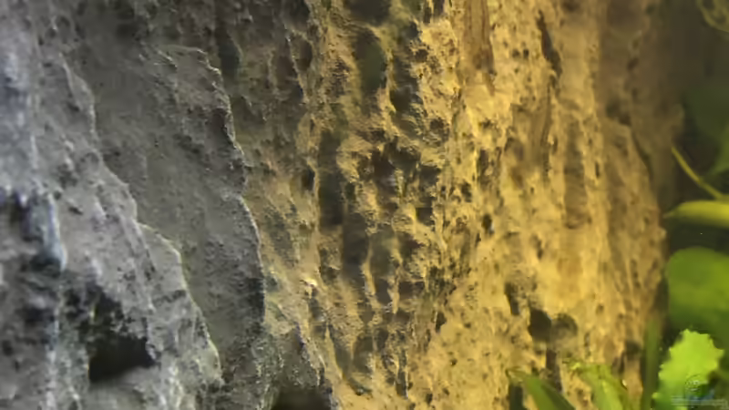 Caridina japonica  von Danny (46)