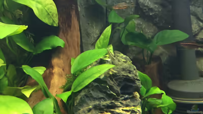 Caridina japonica  von Danny (56)