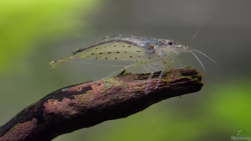 Caridina japonica  von Olaf D. (19)