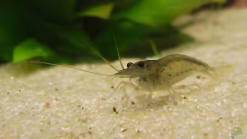 Caridina japonica (Amano-Garnele) von Tiberius (15)