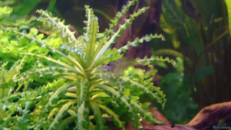 Caridina japonica (Amanogarnele) von Christian Heitmann (15)