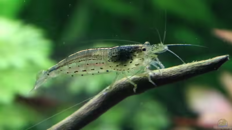 Caridina japonica (Armano Garnele) von brimar67 (21)