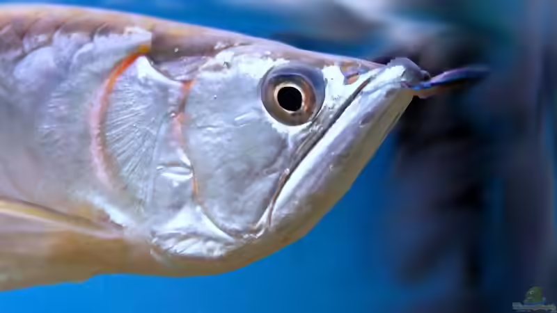 Caridina japonica und Arowana