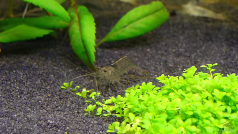 Caridina japonica von Christian Heitmann (21)