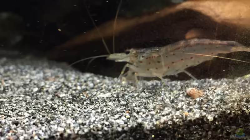 Caridina japonica von Danny (21)