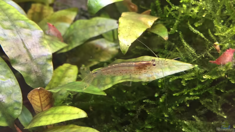 Caridina japonica von Danny (40)