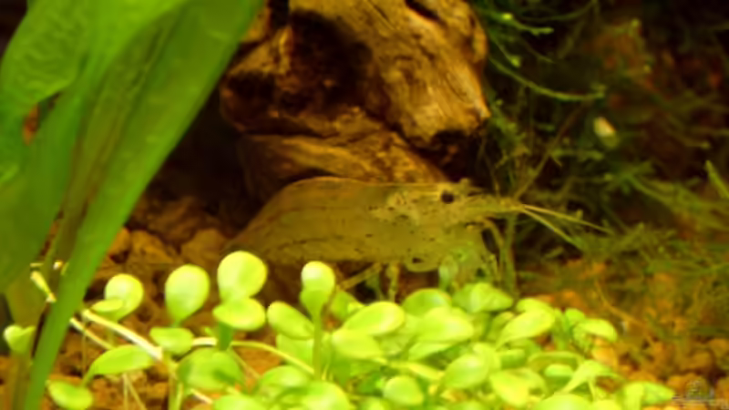 Caridina japonica von Jerome Homann (15)