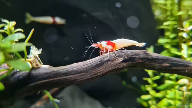 Caridina Logemanni K10- K14 von David Schneider Aquaristik (23)