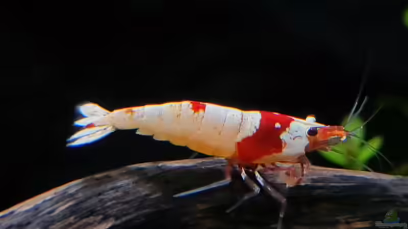 Caridina Logemanni K10- K14 von David Schneider Aquaristik (25)