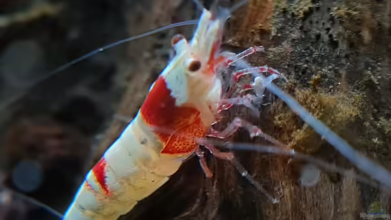 Caridina Logemanni K10- K14 von David Schneider Aquaristik (26)