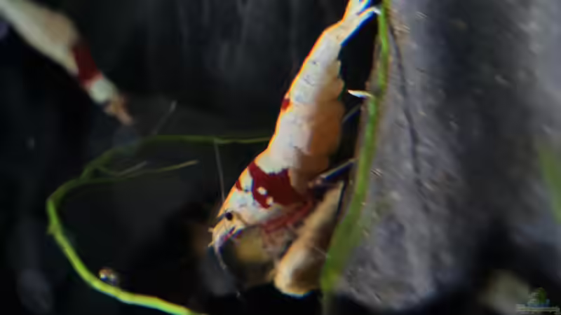 Caridina Logemanni K10- K14 von David Schneider Aquaristik (29)