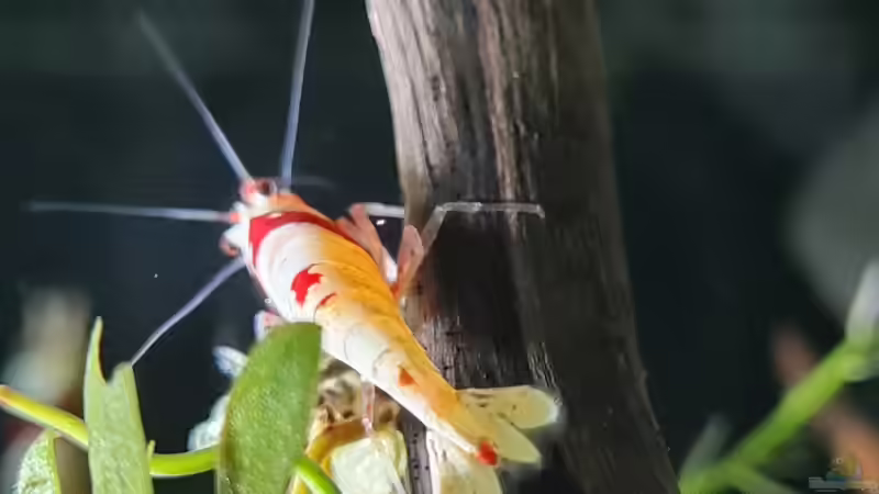 Caridina Logemanni K10- K14 von David Schneider Aquaristik (31)