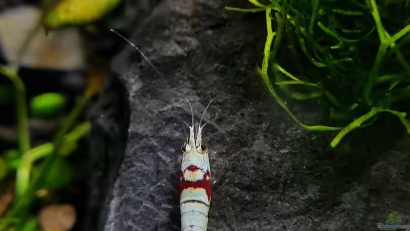 Caridina Logemanni K10- K14 von David Schneider Aquaristik (33)