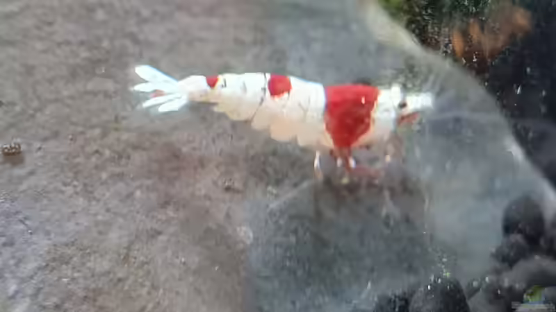 Caridina Logemanni K10- K14 von David Schneider Aquaristik (34)