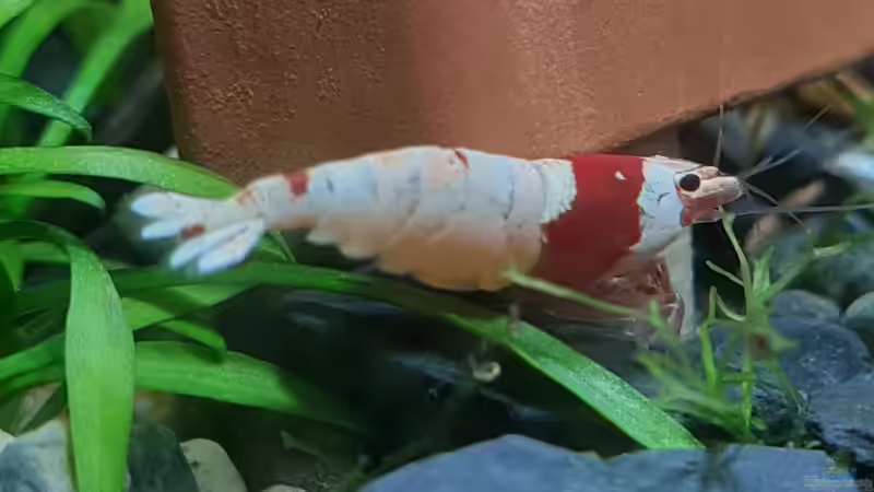 Caridina Logemanni K10- K14 von David Schneider Aquaristik (36)