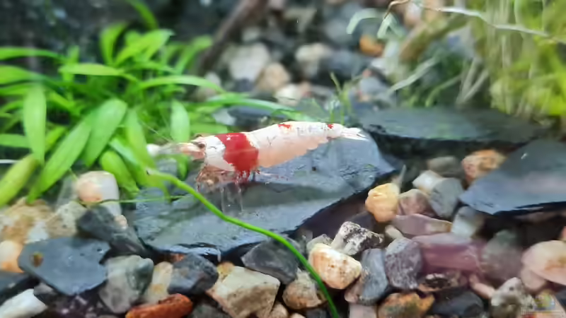 Caridina Logemanni K10- K14 von David Schneider Aquaristik (37)