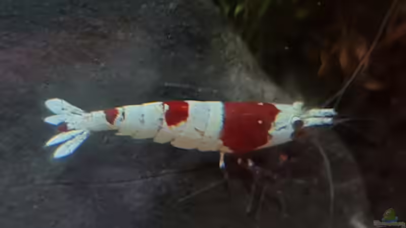 Caridina Logemanni K10- K14 von David Schneider Aquaristik (39)