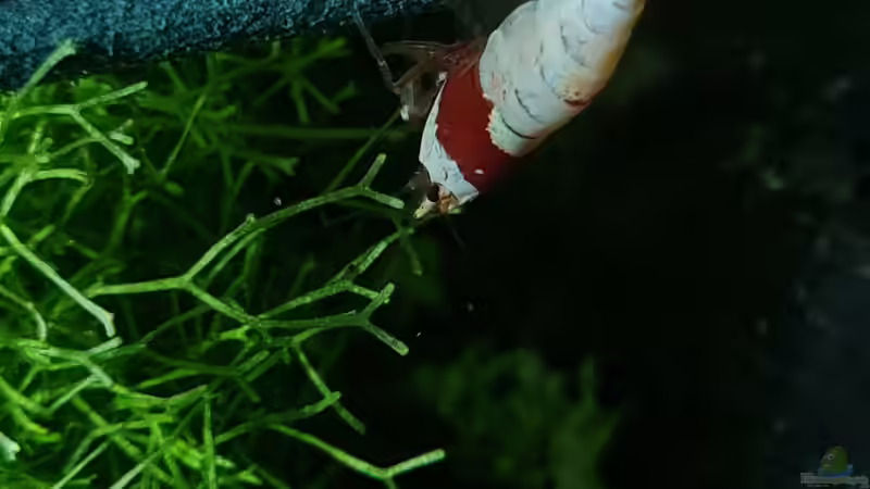 Caridina Logemanni K10- K14 von David Schneider Aquaristik (41)