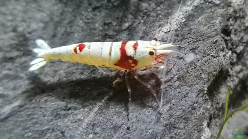 Caridina Logemanni K10- K14 von David Schneider Aquaristik (42)