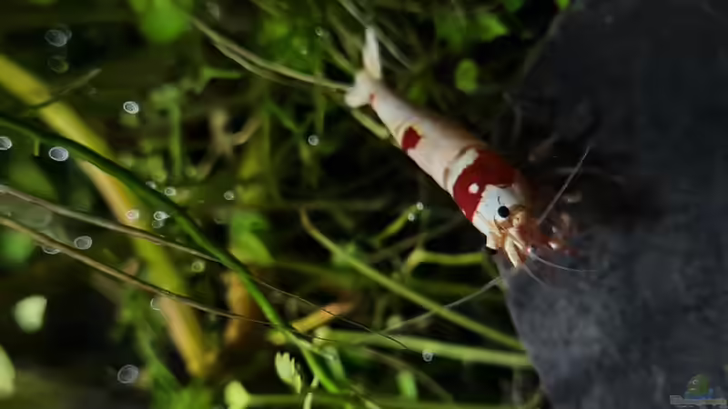 Caridina Logemanni K10- K14 von David Schneider Aquaristik (43)