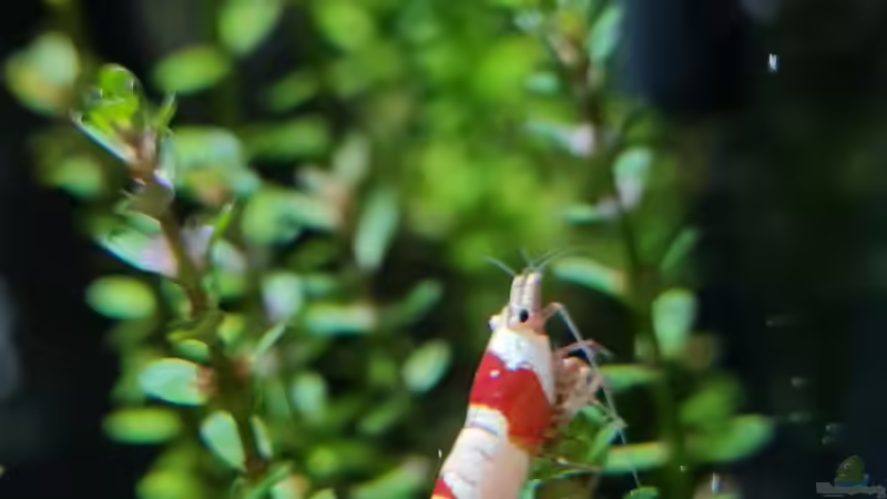 Caridina Logemanni K10- K14 von David Schneider Aquaristik (45)
