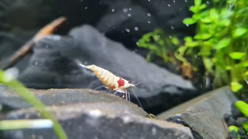 Caridina Logemanni K10- K14 von David Schneider Aquaristik (47)