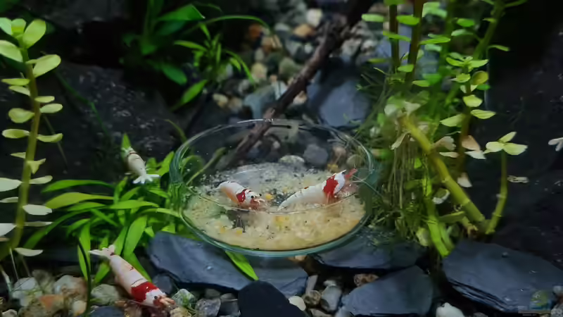 Caridina logemanni im Aquarium halten (Einrichtungsbeispiele für Red Bee Garnelen)