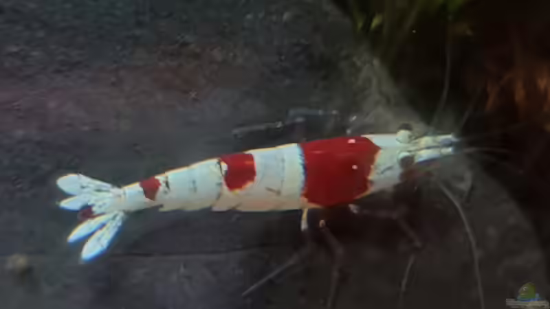 Caridina logemanni im Aquarium halten (Einrichtungsbeispiele für Red Bee Garnelen)