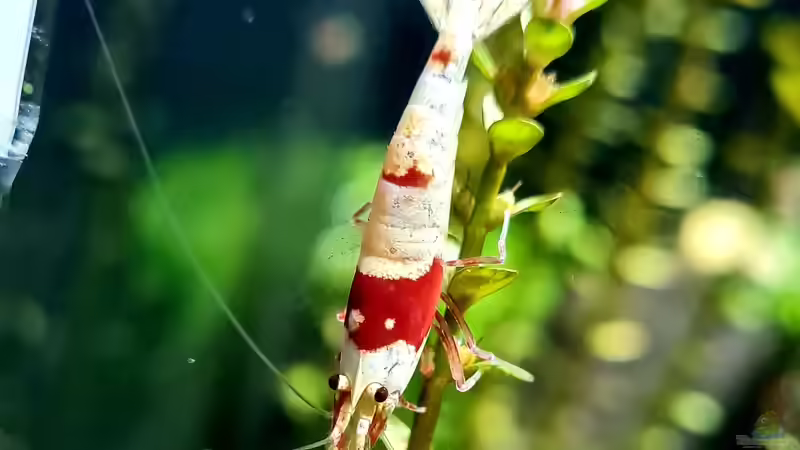 Caridina logemanni im Aquarium halten (Einrichtungsbeispiele für Red Bee Garnelen)
