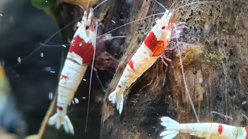 Caridina logemanni im Aquarium halten (Einrichtungsbeispiele für Red Bee Garnelen)
