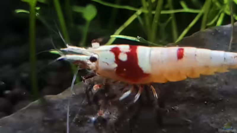 Caridina logemanni im Aquarium halten (Einrichtungsbeispiele für Red Bee Garnelen)
