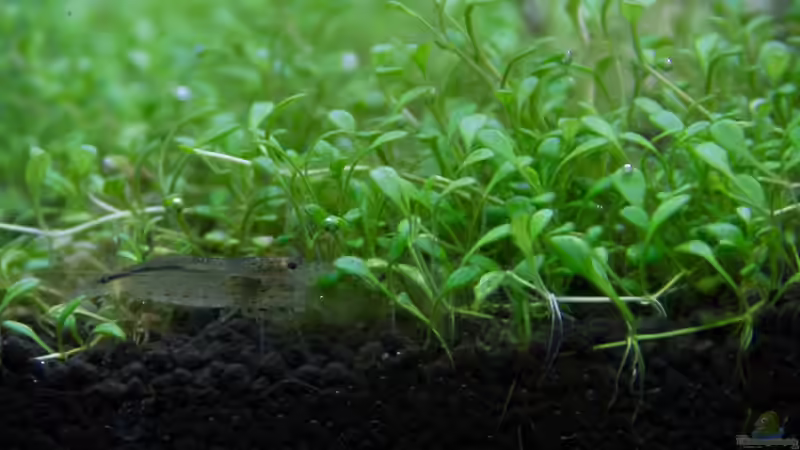 Caridina multidentata - Armanogarnele von GoreSlayer (37)