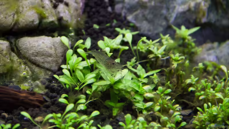 Caridina multidentata - Armanogarnele von GoreSlayer (38)