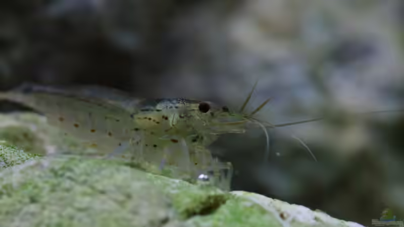 Caridina multidentata - Armanogarnele von Koelle-Zoo (36)