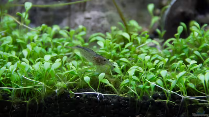 Caridina multidentata - Armanogarnele von Koelle-Zoo (39)