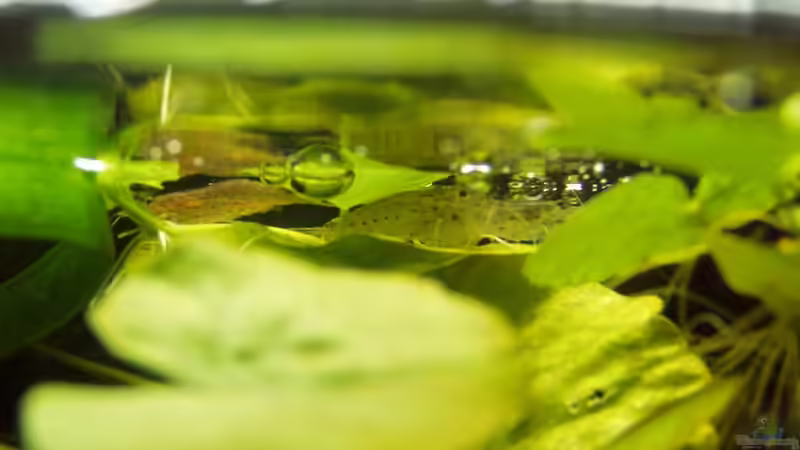 Caridina multidentata / japonica - Amanogarnelen von Milehigh H (13)
