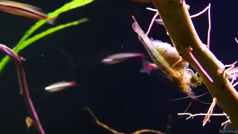 Caridina multidentata  von a2b-aquaristik (16)