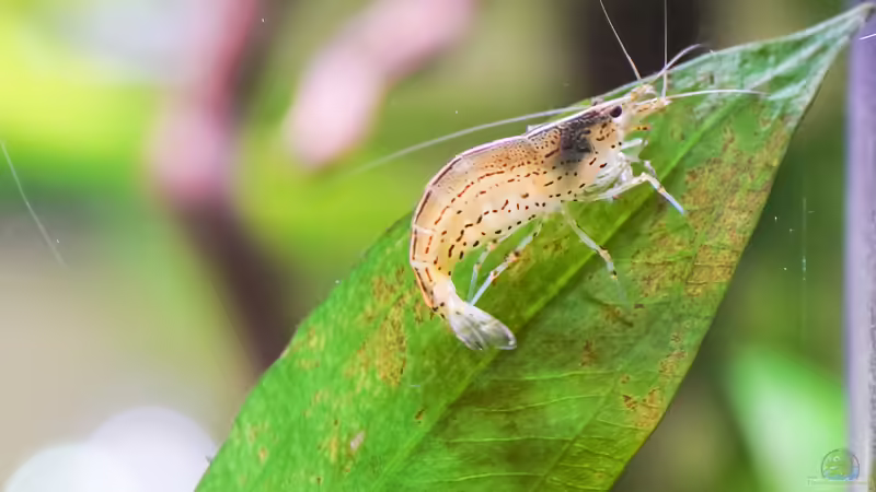 Caridina multidentata  von djoser (59)