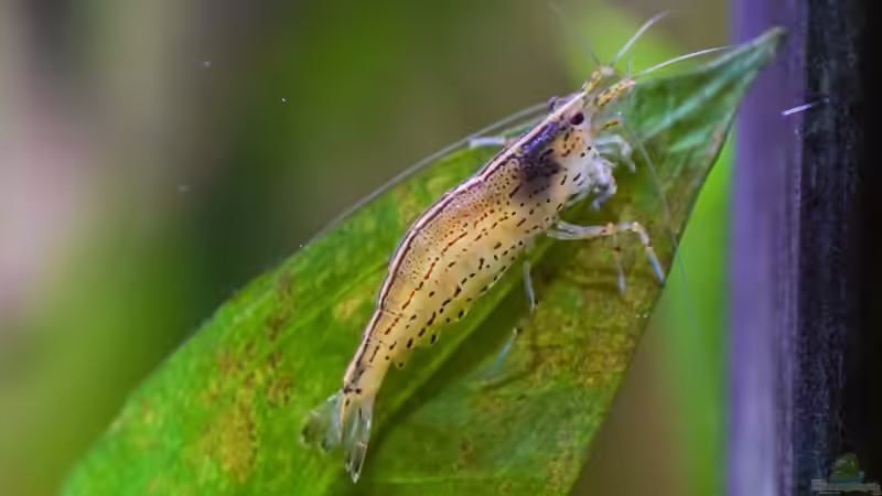 Caridina multidentata  von djoser (60)