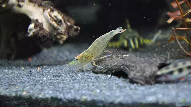 Caridina multidentata  von Michael Z. (19)