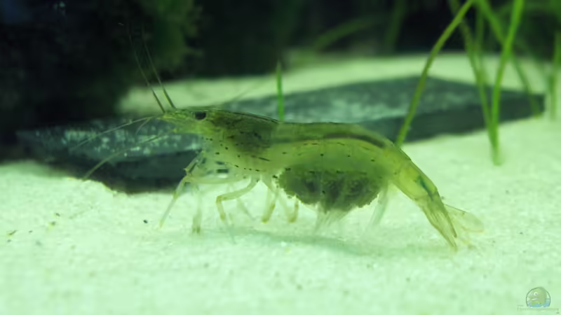 Caridina multidentata, Yamatonuma- oder Amano-Garnele von Der Siems (39)