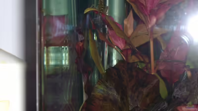 Caridina multidentata von Bullseye 77 (5)