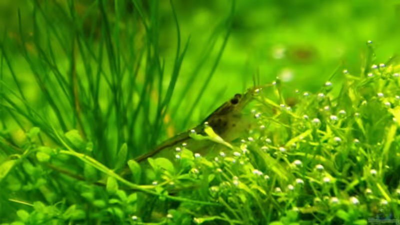 Caridina multidentata von Christoph Werner (20)