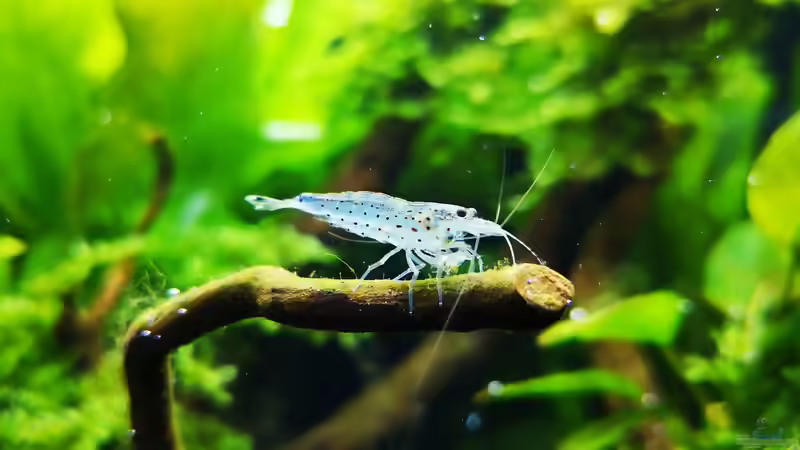 Caridina multidentata von Jaype (13)