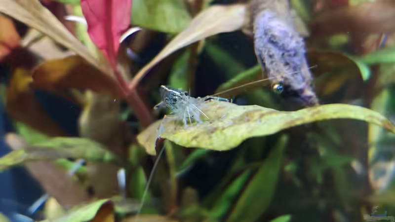 Caridina multidentata von Jaype (15)