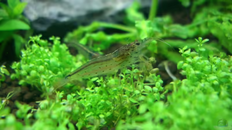 Caridina multidentata von marspi (9)